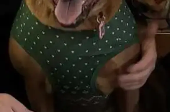 Lost Tan Dog in Greater Dandenong