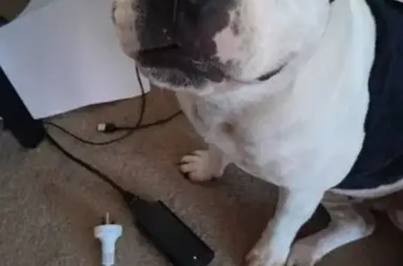 Lost and found pets Australia, photo: Lost Black & White Staffy Cross in Blacktown