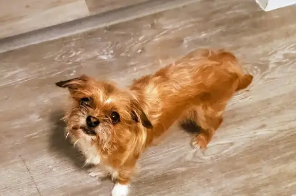 Lost: Small Brown Dog in Leesburg Area