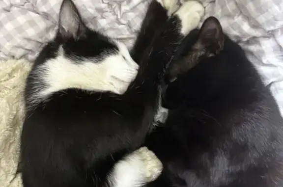 Lost and found pets Australia, photo: Lost Black & White Cat in Central Coast