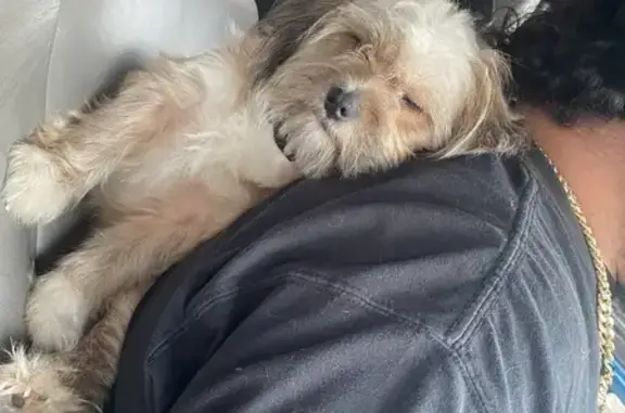 Lost Dog: Crazy Brown Medusa, Waco