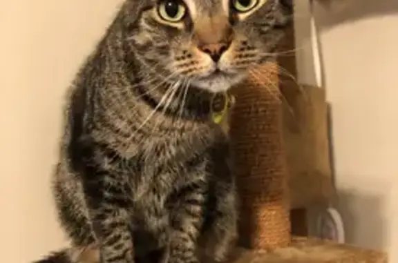 Lost Tabby: Friendly, Needs Meds - SW 62nd St