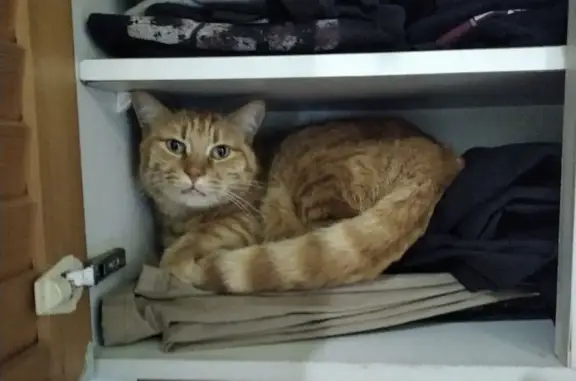 Chat roux tigré perdu à Guzargues - photo