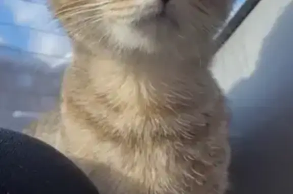 Lost Tabby Cat Manu in Milton, Ontario