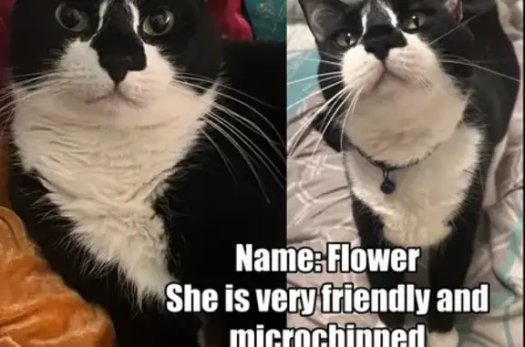Lost Tuxedo Cat 'Flower' in Voorhees