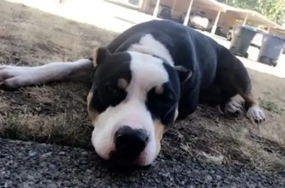 Lost pets Colorado Springs, photo: Lost Dog on Copper Creek Drive, CO