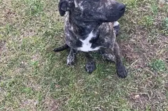 Lost Dog: Brindle Mix on Rice Ave