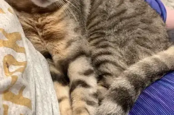 Lost Grey Cat: Spotted & Striped in Schererville