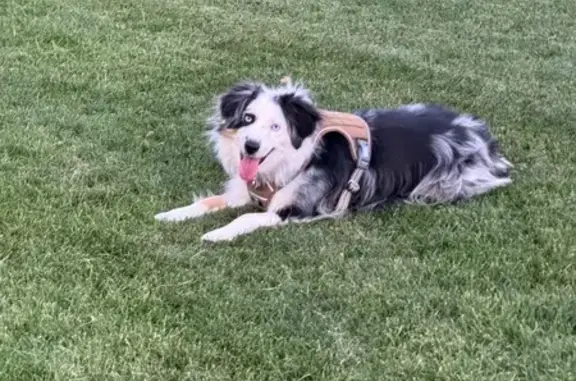 Lost Dog: Blue-Eyed Beauty in Lakewood