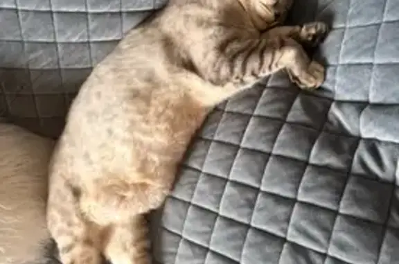 Lost Fat Cat in Waialua, Hawaii