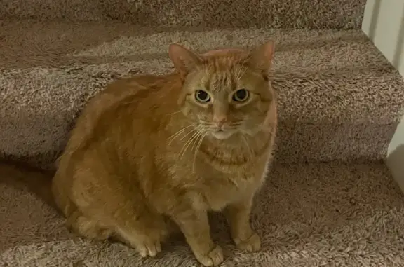 Lost 20lb Cat with Pink Nose in Fenton