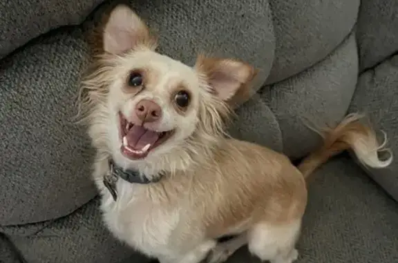 Missing dog Lincoln, photo: Lost Blonde Dog on South 27th St, Lincoln