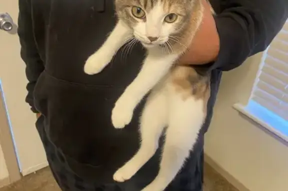 Found cat Fayetteville, photo: Tailless Cat Found: Rainbow Collar & Bell