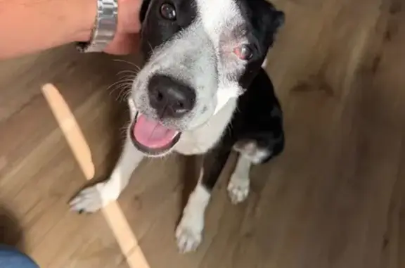 Found dog , photo: Found Dog on 1604 North, San Antonio