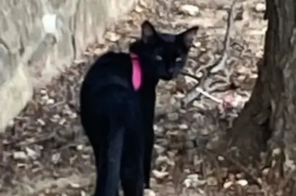 Found Black Cat with Pink Collar in Coppell