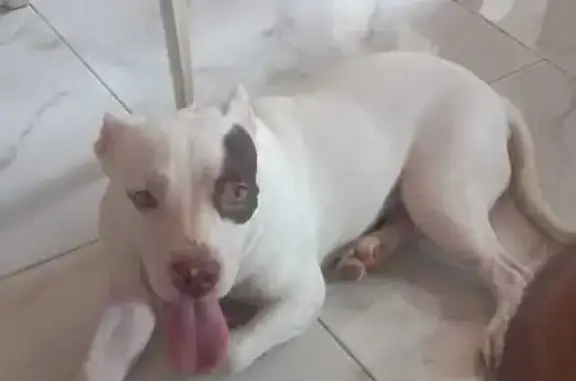 Perro perdido: Blanco con Manc...