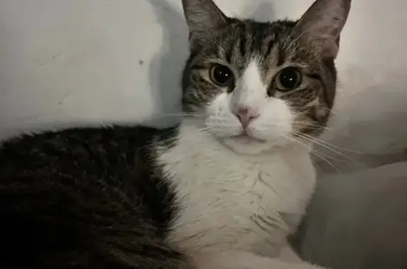 Gata Perdida: Blanca y Gris con Manchita