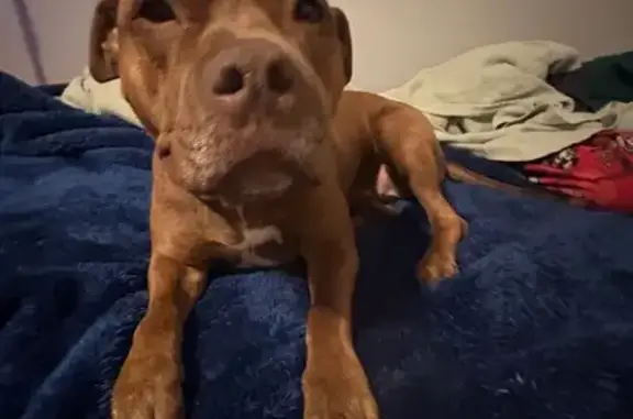 Lost Dog: Brown Coat, Purple Collar