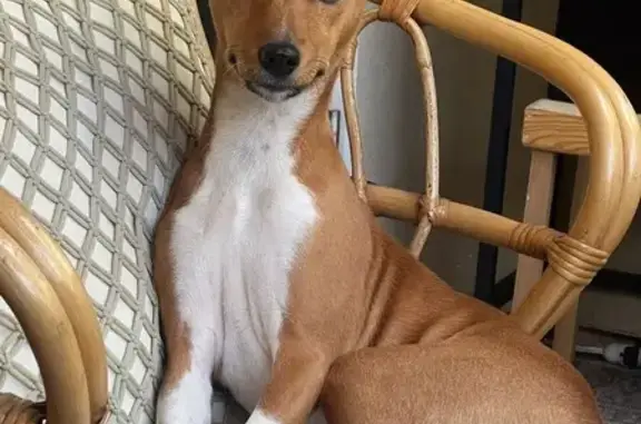 Lost Puppy: Brown & White, Broadway, SD