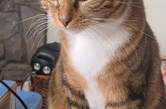 Lost Brown Tabby: Help Find Her!