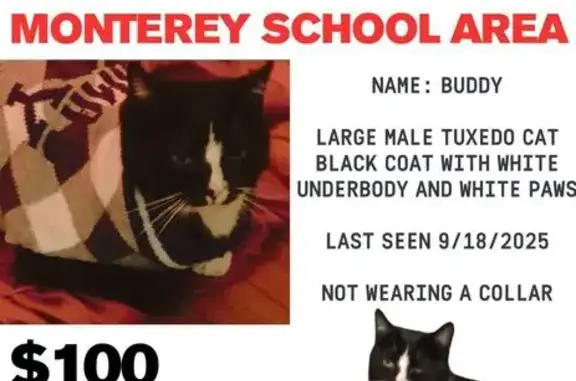 Lost Tuxedo Cat: Northridge St, Roanoke