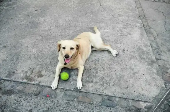 Perro Cremita Perdido en San Isidro, CDMX