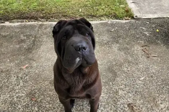 Missing dog Greater Bendigo, photo: Missing: Small Black Shar Pei on Inglis St