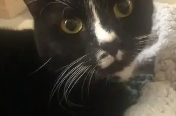 Lost and found pets Australia, photo: Lost Cat: Limping, Green-Eyed in Canterbury