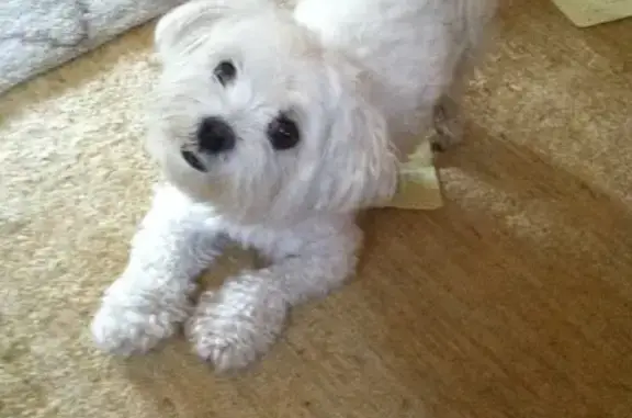 Lost: Moxie, 14-Yr-Old White Poodle