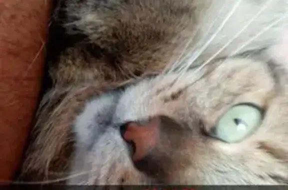 Chat perdu à Vonnas, 13 ans, tatoué - photo
