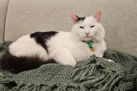 Lost: White Cat with Black Tail in Moonee