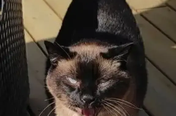 Chat perdu, , photo: Chat noir et feu perdu à Plélo