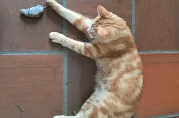Animaux perdus Ribérac, photo: Chat roux et blanc perdu à Ribérac