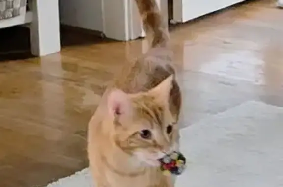 Lost Cat on North Elm St, Columbiana