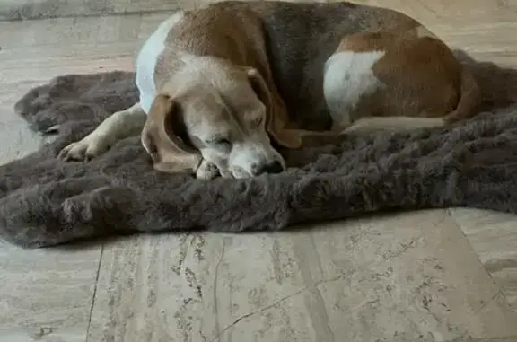 Chien perdu , photo : Chienne âgée perdue à Pimprez