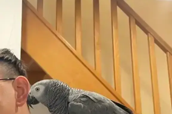Animaux perdus Amboise, photo: Perdu : Gris du Gabon, 3 ans, Amboise