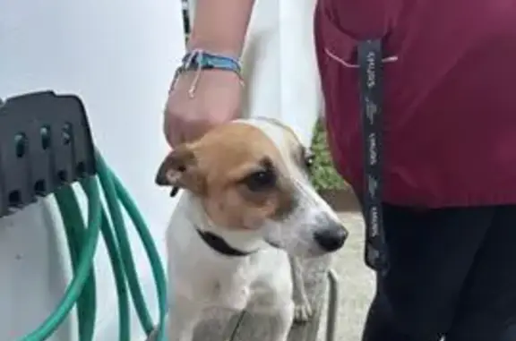 Chien trouvé , photo: Jack Russel trouvé à Trélazé, mâle pucé