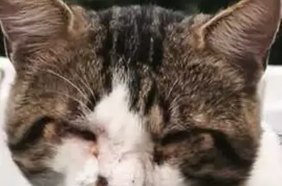 Chat perdu: Blanc tacheté noir, Lucé - photo