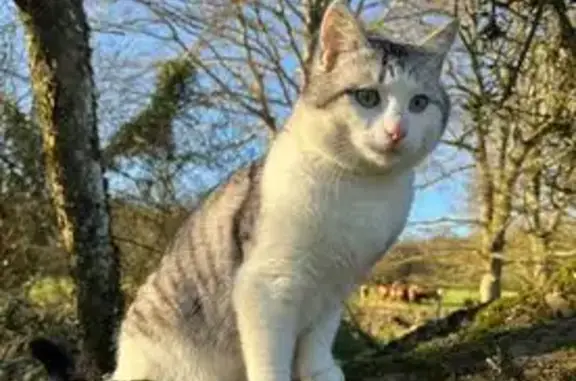 Animaux perdus , photo: Chat perdu : blanc et tigré gris à Saint-Clair