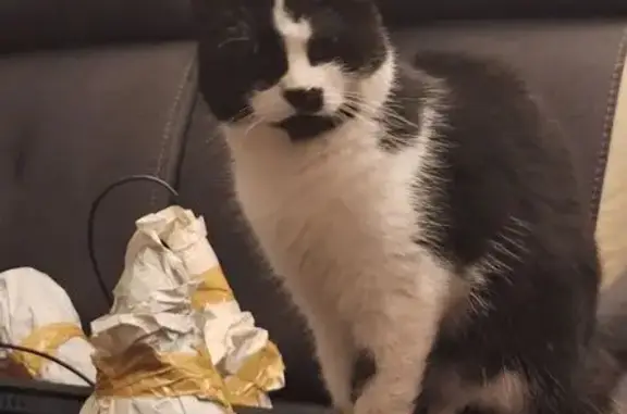 Chat perdue, très craintive, Les Boivines - photo