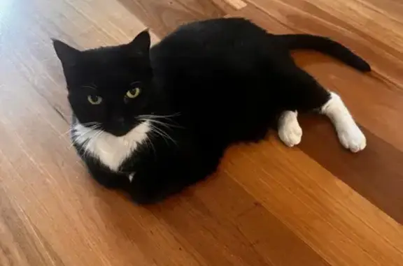 Lost and found pets Australia, photo: Lost Timid Cat with White Boots - Chelmsford