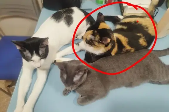 ¡Ayuda! Gata Tricolor Mía Perdida en Elx