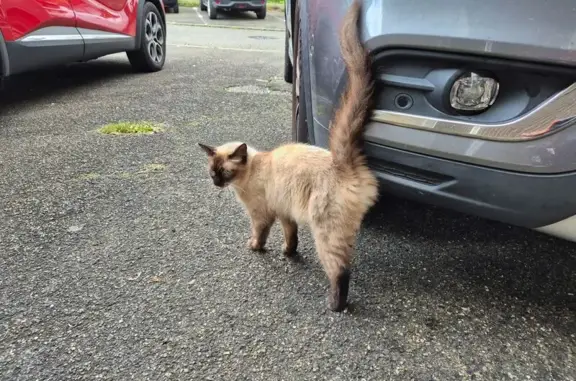 Chat trouvé Tarnos, photo: Chat trouvée maigre à Tarnos, Allée du Fils