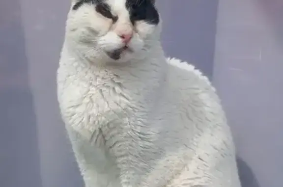 Gatos perdidos, , foto: Gatita Blanca Perdida en Argoños: Necesita Ayuda