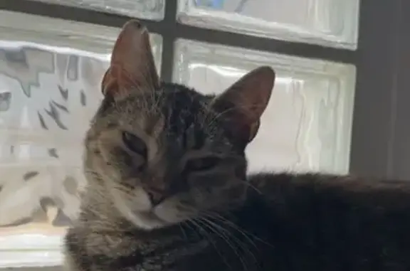 Chat perdu, Sarzeau, photo: Chatte perdue à Sarzeau, aide recherchée