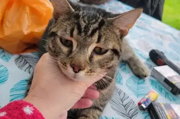 Animaux trouvés , photo: Chat tigré mâle trouvé à Cherbourg