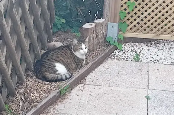 Perdu : Chat Felix, ventre blanc, collier bleu - photo