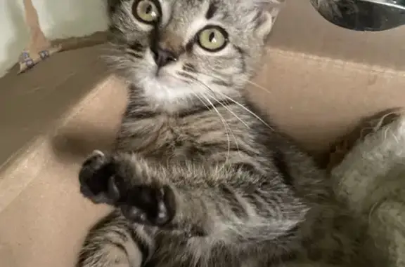 Animaux trouvés , photo: Chaton tigré trouvé sous voiture