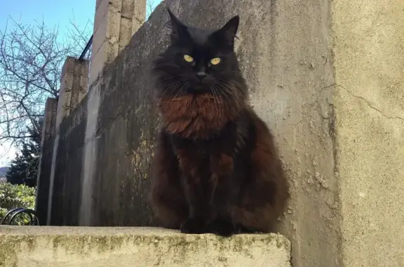 Chat perdue à Argelès-sur-Mer - photo