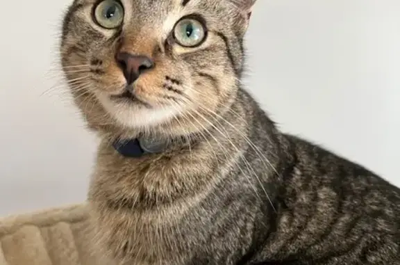 Animaux perdus , photo: Chat perdu à Lavoûte-sur-Loire